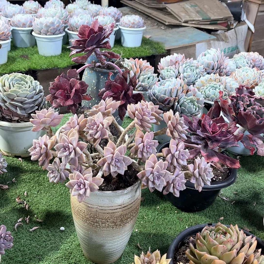 萍淡雪多肉植物63