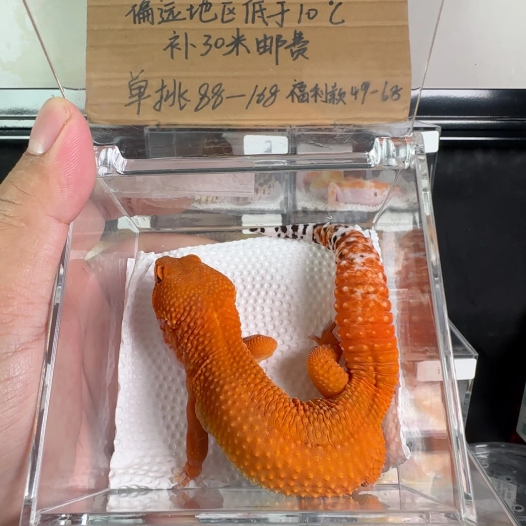 豹纹守宫蜜橘弟弟成体