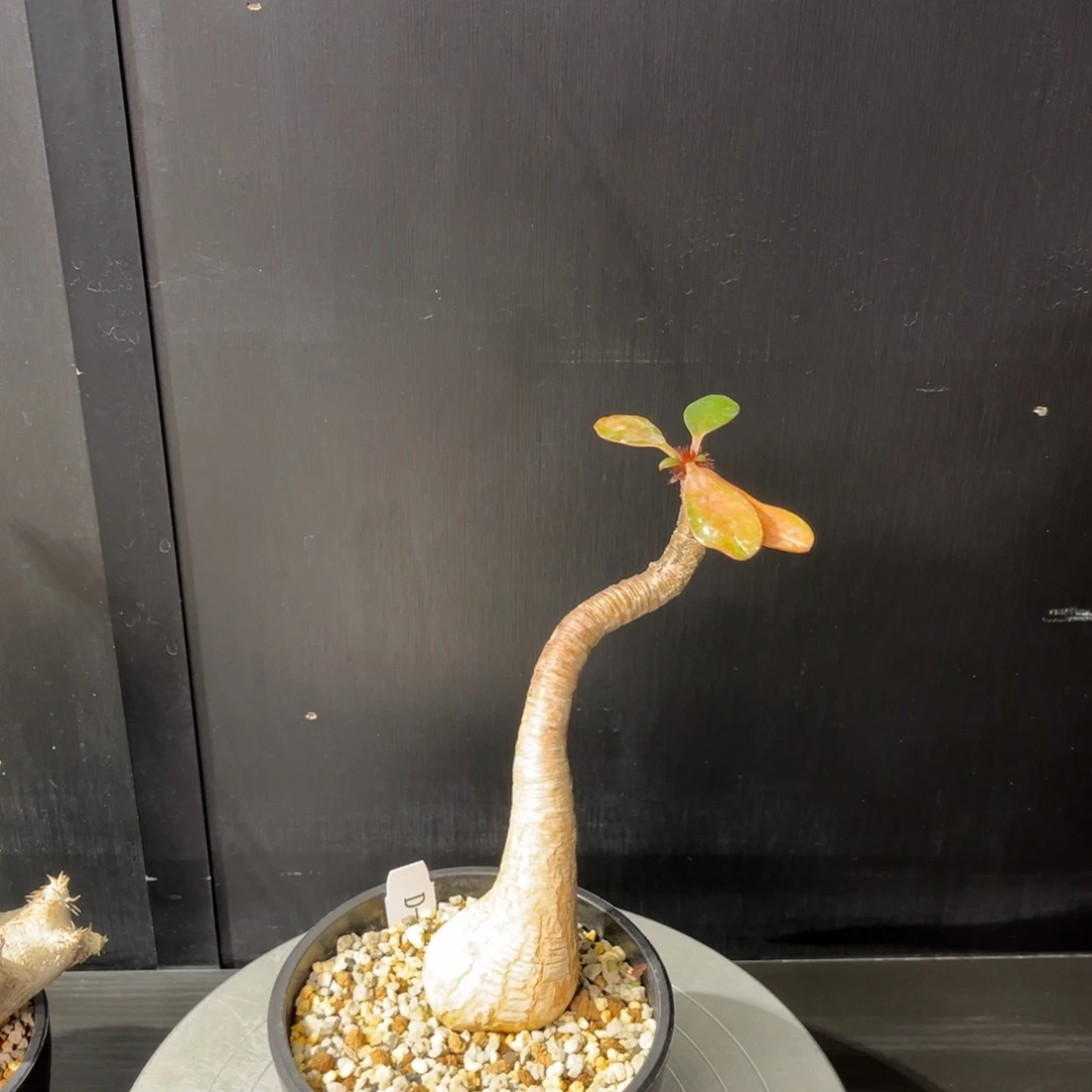 象鼻大戟养定1111