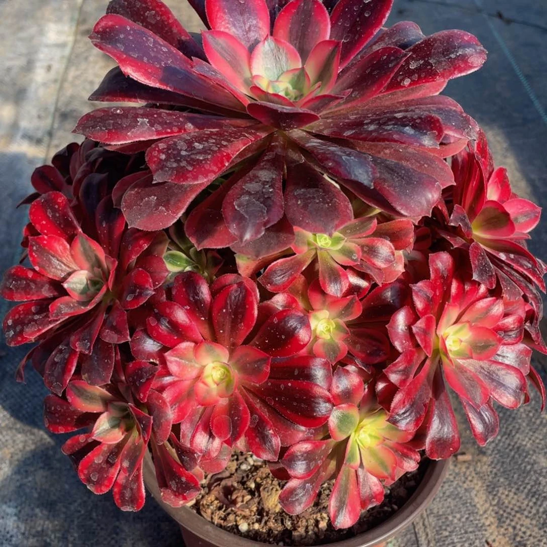 749美杜莎精品法师老桩