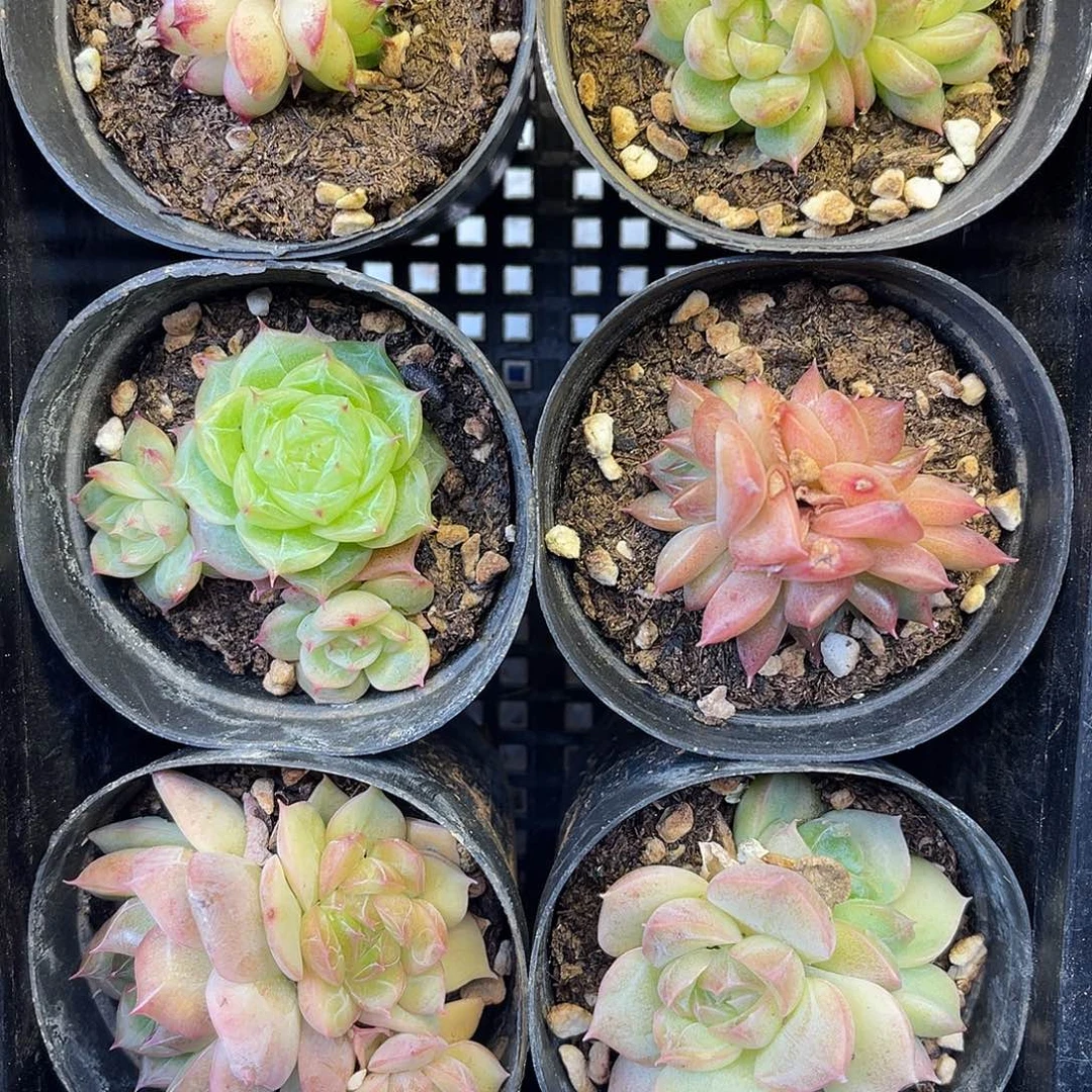 D***.多肉一物一拍20-77