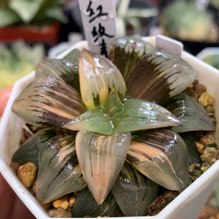 洪文寿锦，带盆一起