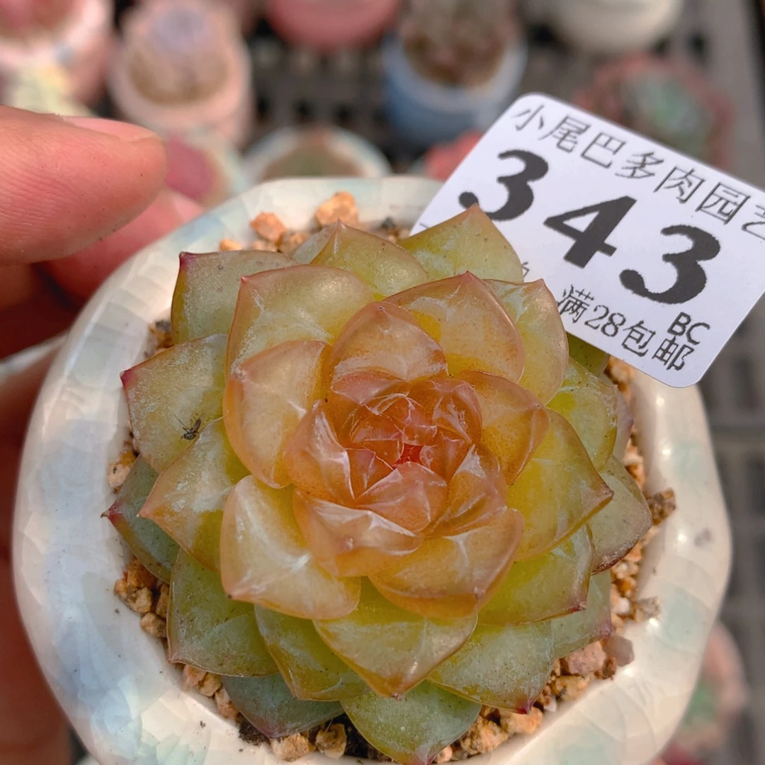 BC小尾巴5CM迷你拇指盆栽343