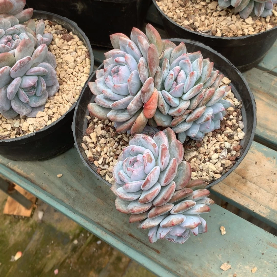 无花朵哈哈哈哈哈哈哈哈哈10