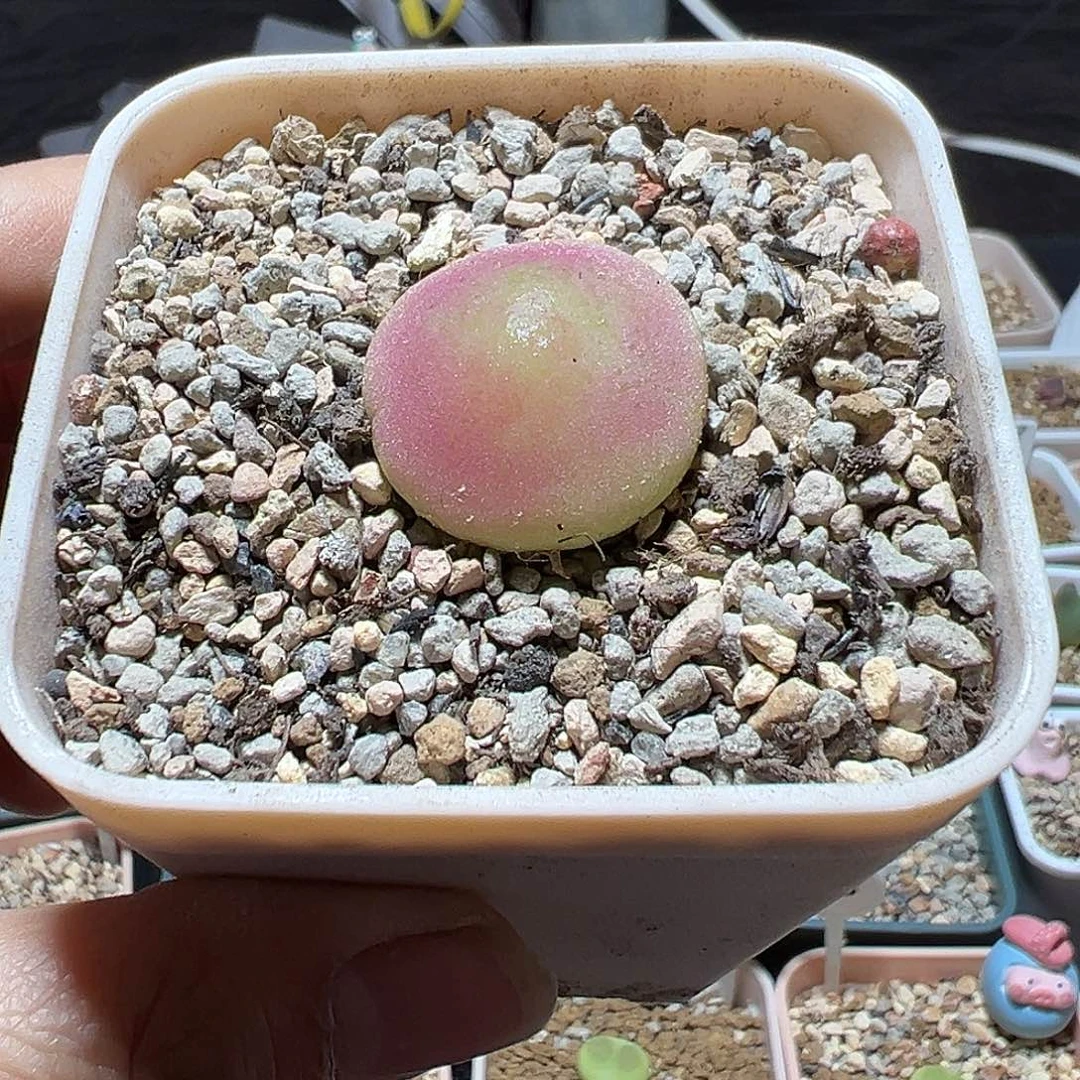 灯泡尺寸2.6福利出