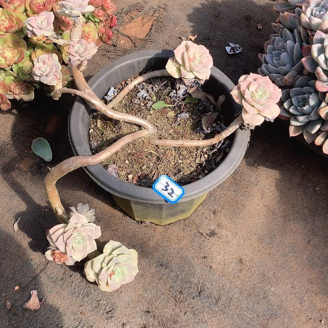 32可爱玫瑰 一物一拍多肉