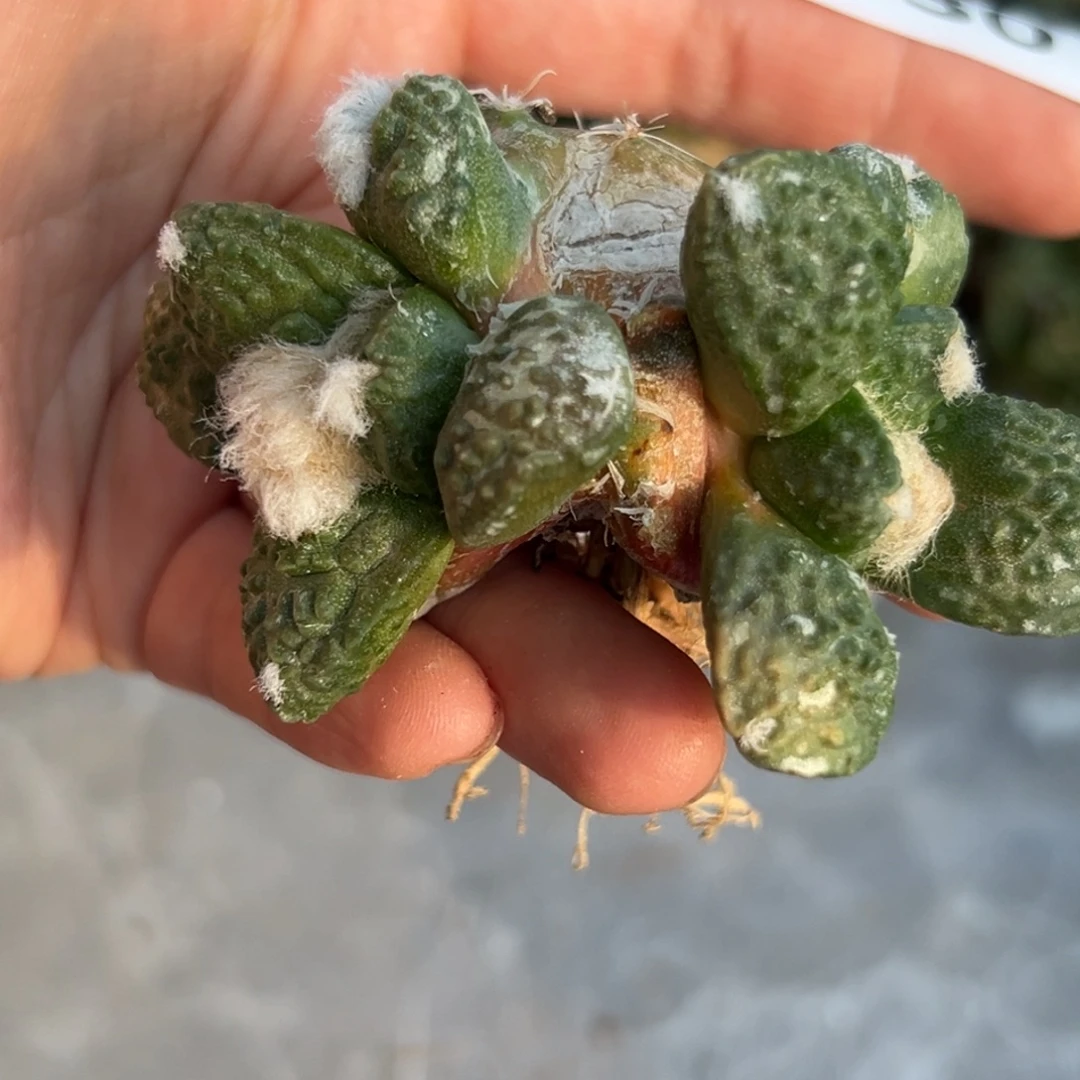 730 仙人球的比赛将