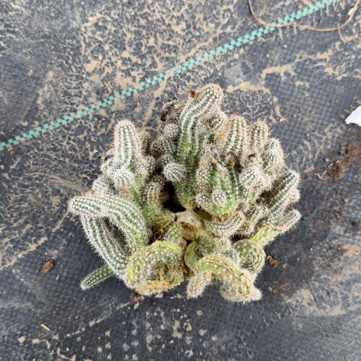 白檀仙人球群生91