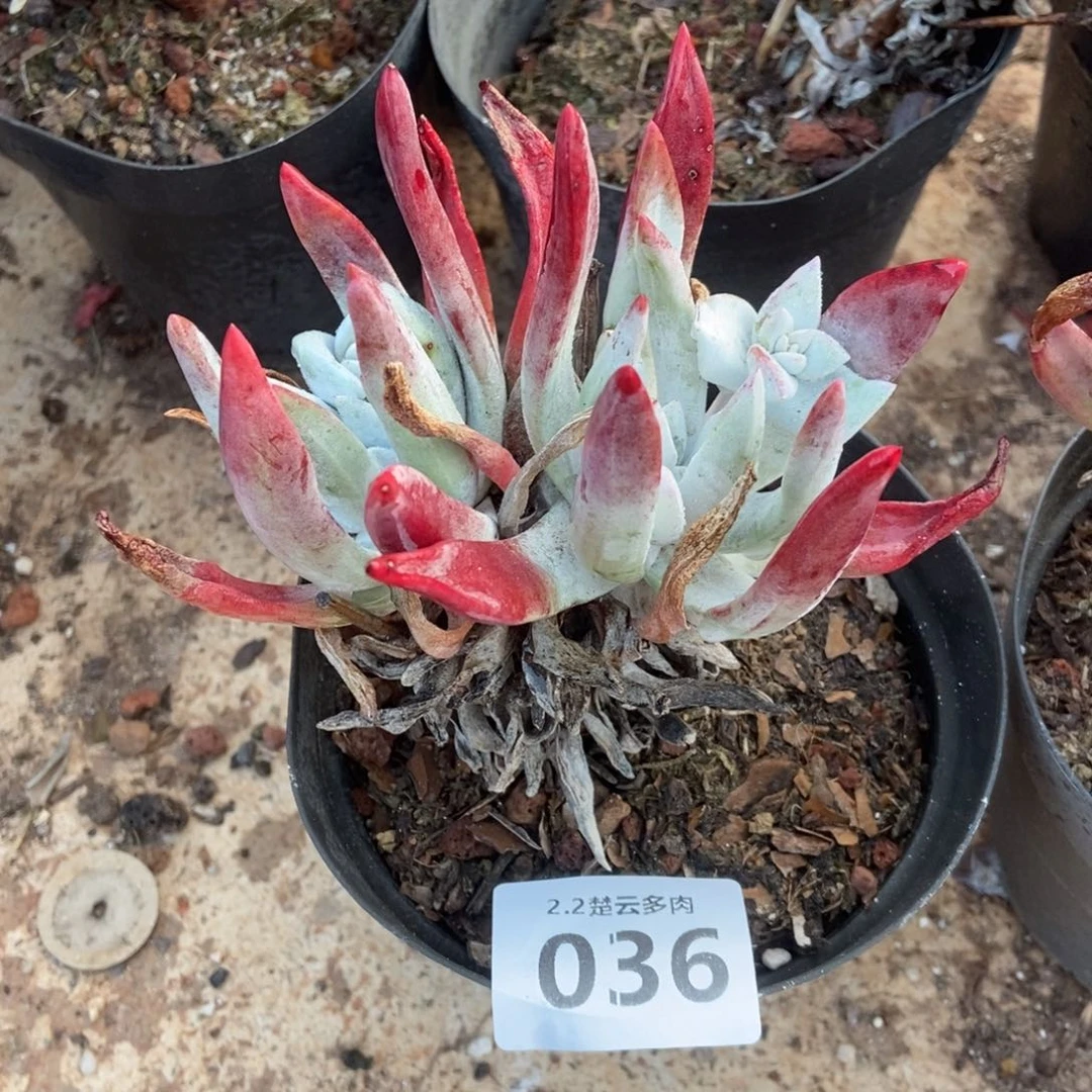 036多肉植物l l l