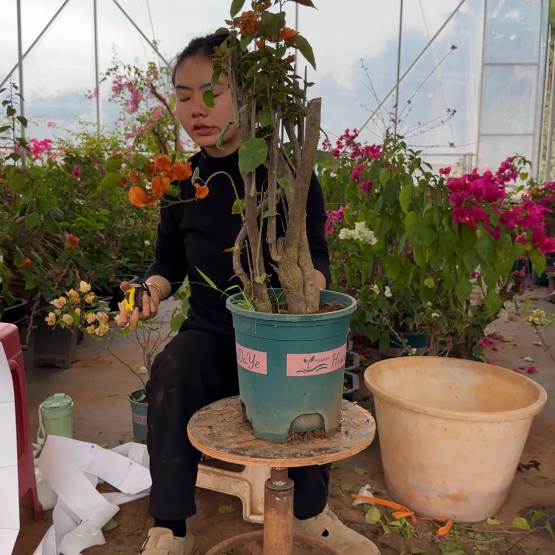 大部分花苞少量开放绿叶橙 290脱