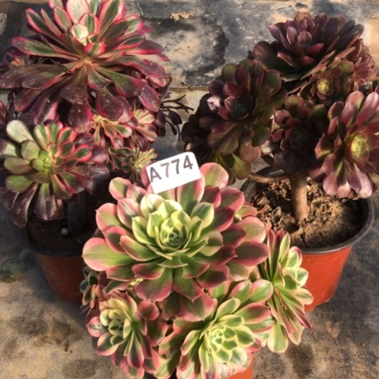 法师多肉植物丽*法师774