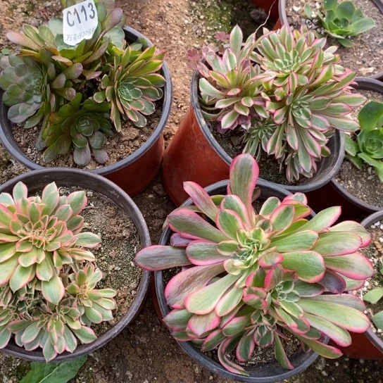 113四棵多肉植物