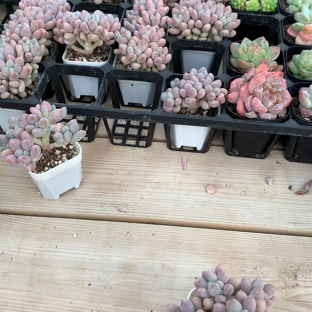 彩***糖彩虹糖的多肉一颗111