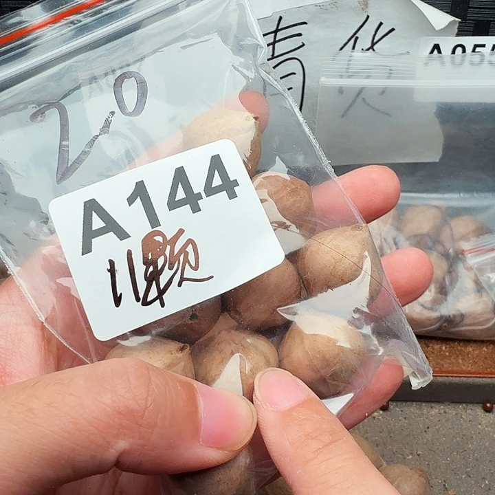 .***安手串/手链橄榄核橄榄