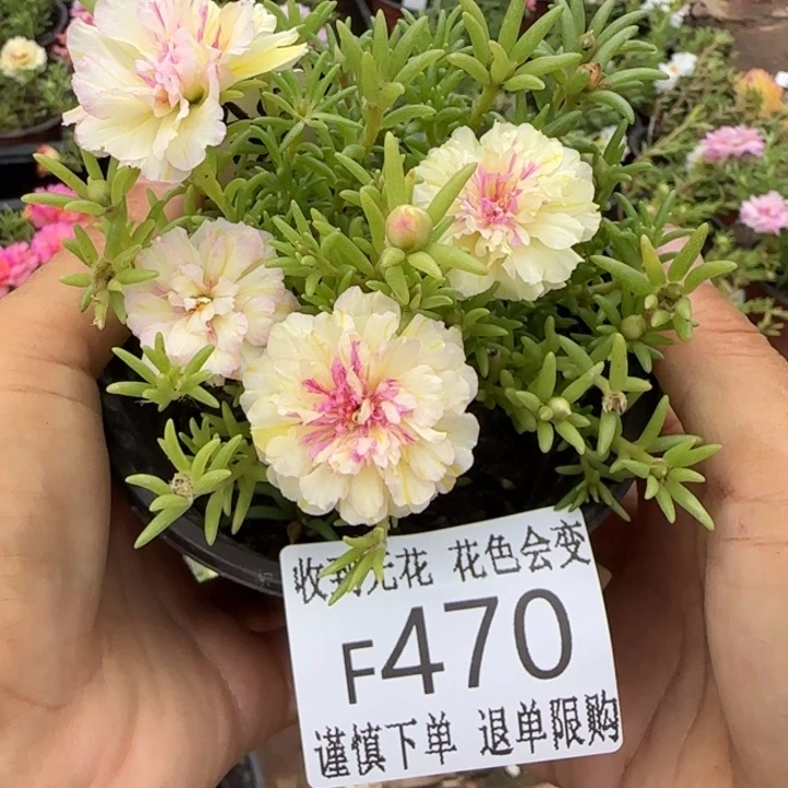 无花朵F470超小苗盆口10cm