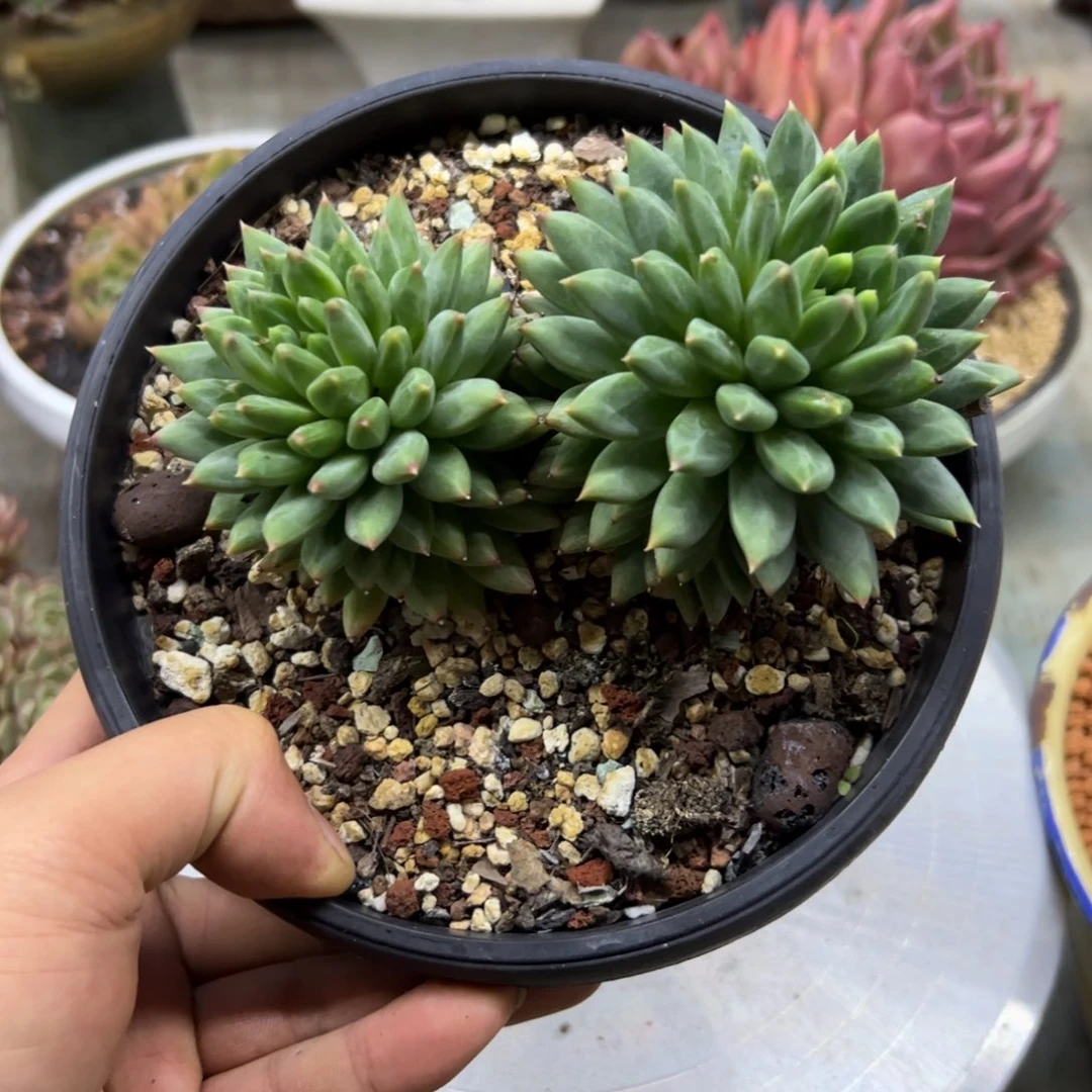 美人杂18 零零多肉植物