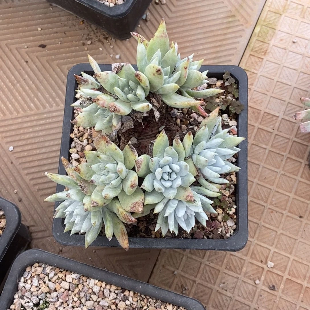 苹果叶雪山二代多肉植物