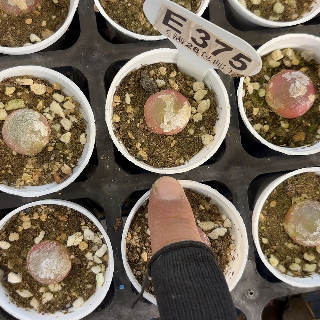 E375灯泡一物一拍