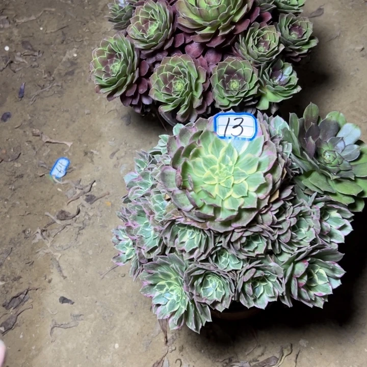 多肉植物两个法师13