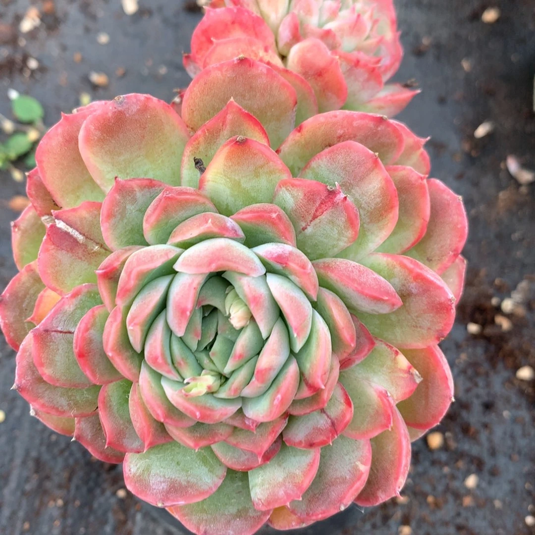 6460不包掉头整散不售后