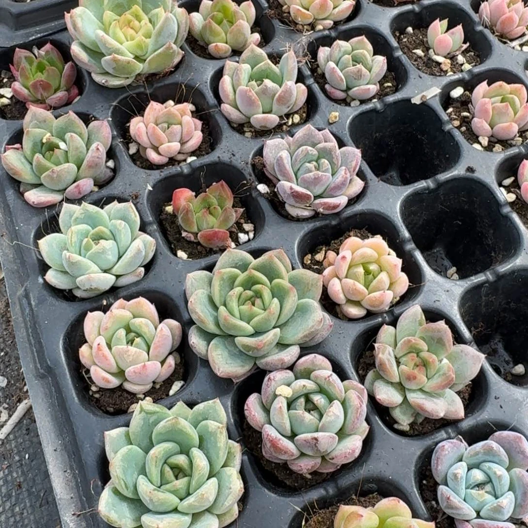 厚叶月影杂交东云杂交梦露二十颗量拍八栋17-24