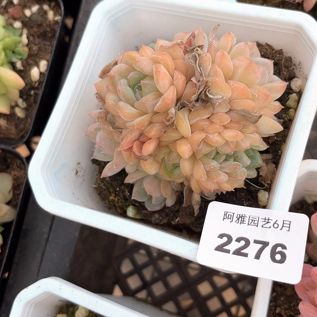 阿雅园艺。   2276