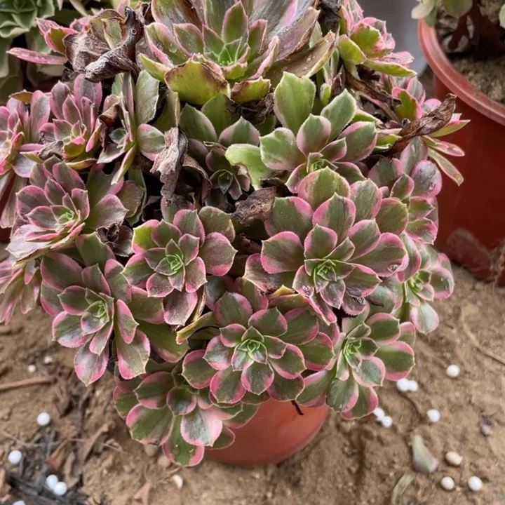 无花朵992多肉植物安娜
