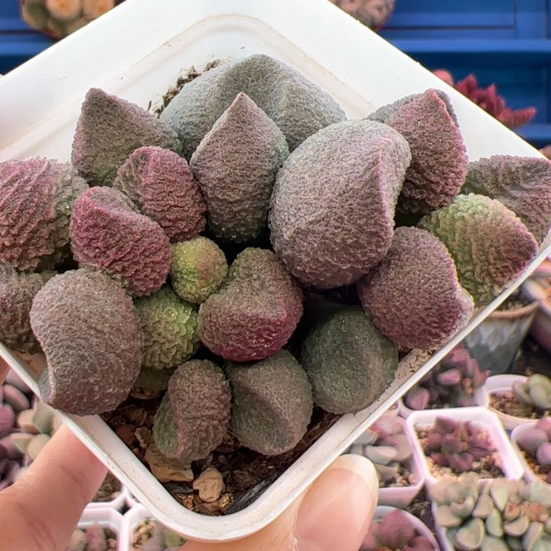 水蜜桃。