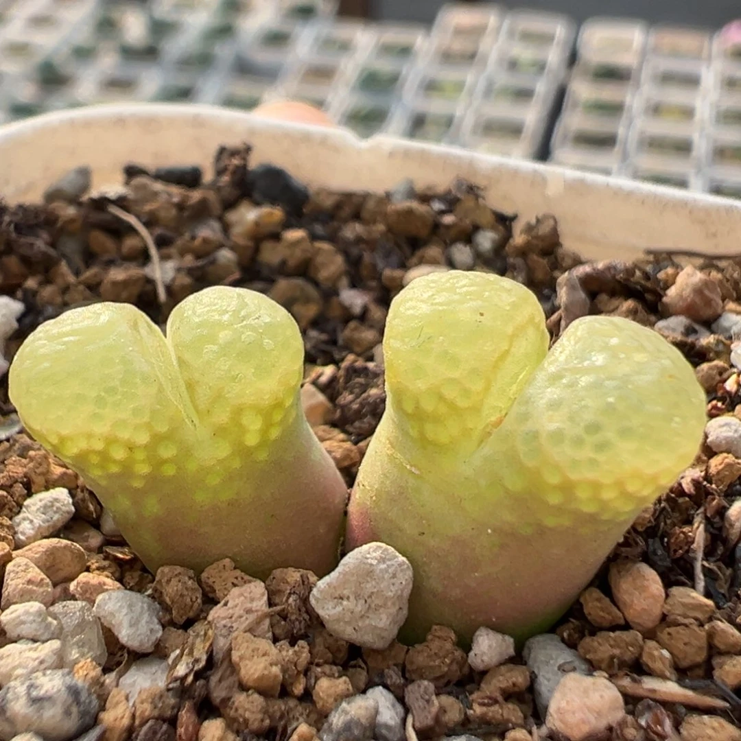 118多肉植物百科植物