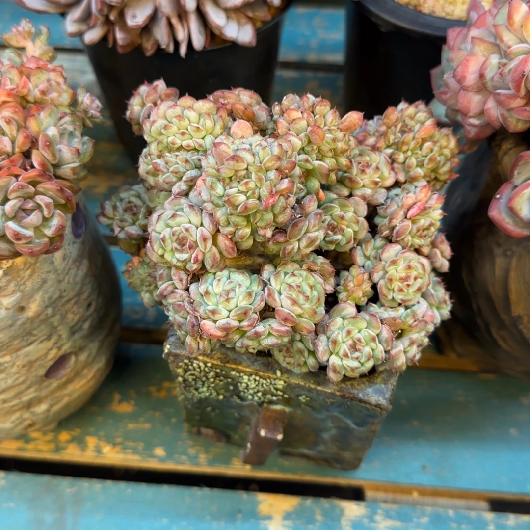 恭喜发财恭喜发财