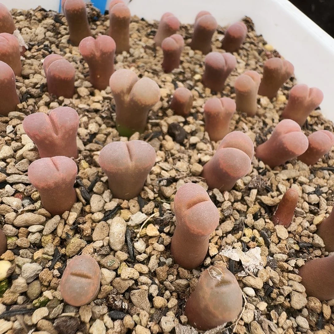 宁***滥多肉植物福利肉锥865
