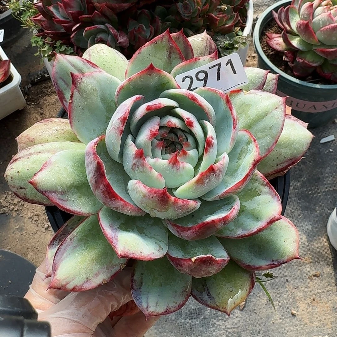 惊鸿仙子 2971..........