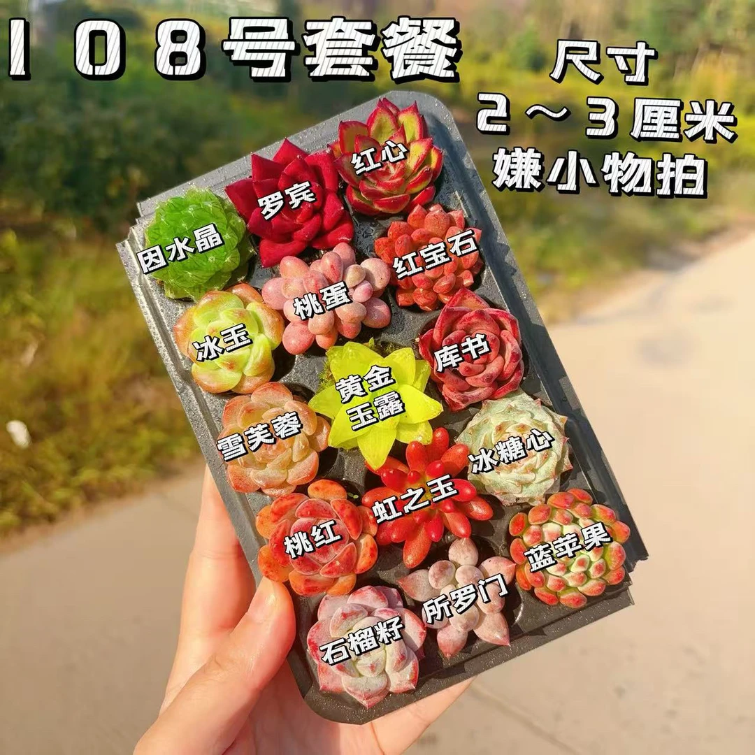 108号套餐带托盘种好多肉植物组合2-3厘米左右15