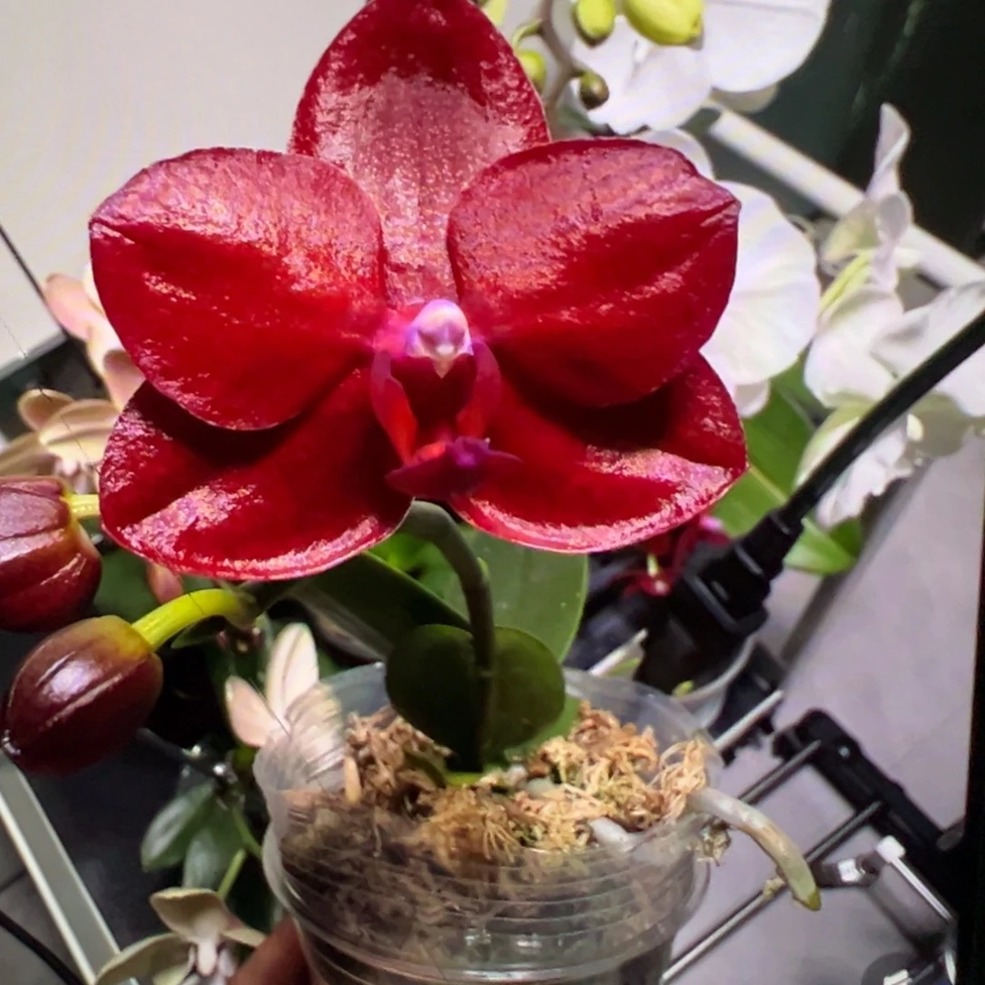 当前无花栽培后可以开花微瑕疵台大红宝石出梗苗