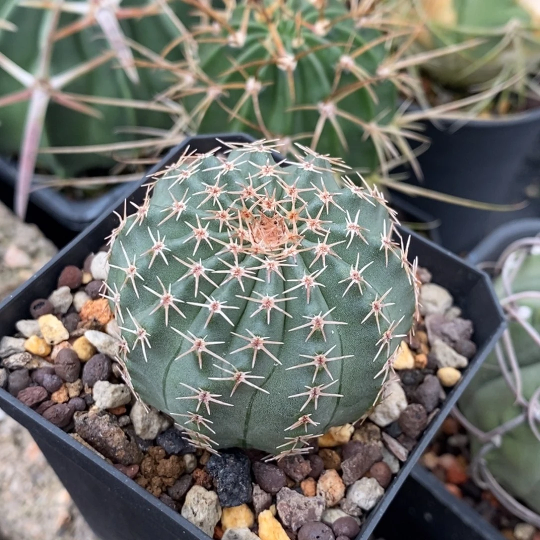 植播园艺优选明石丸