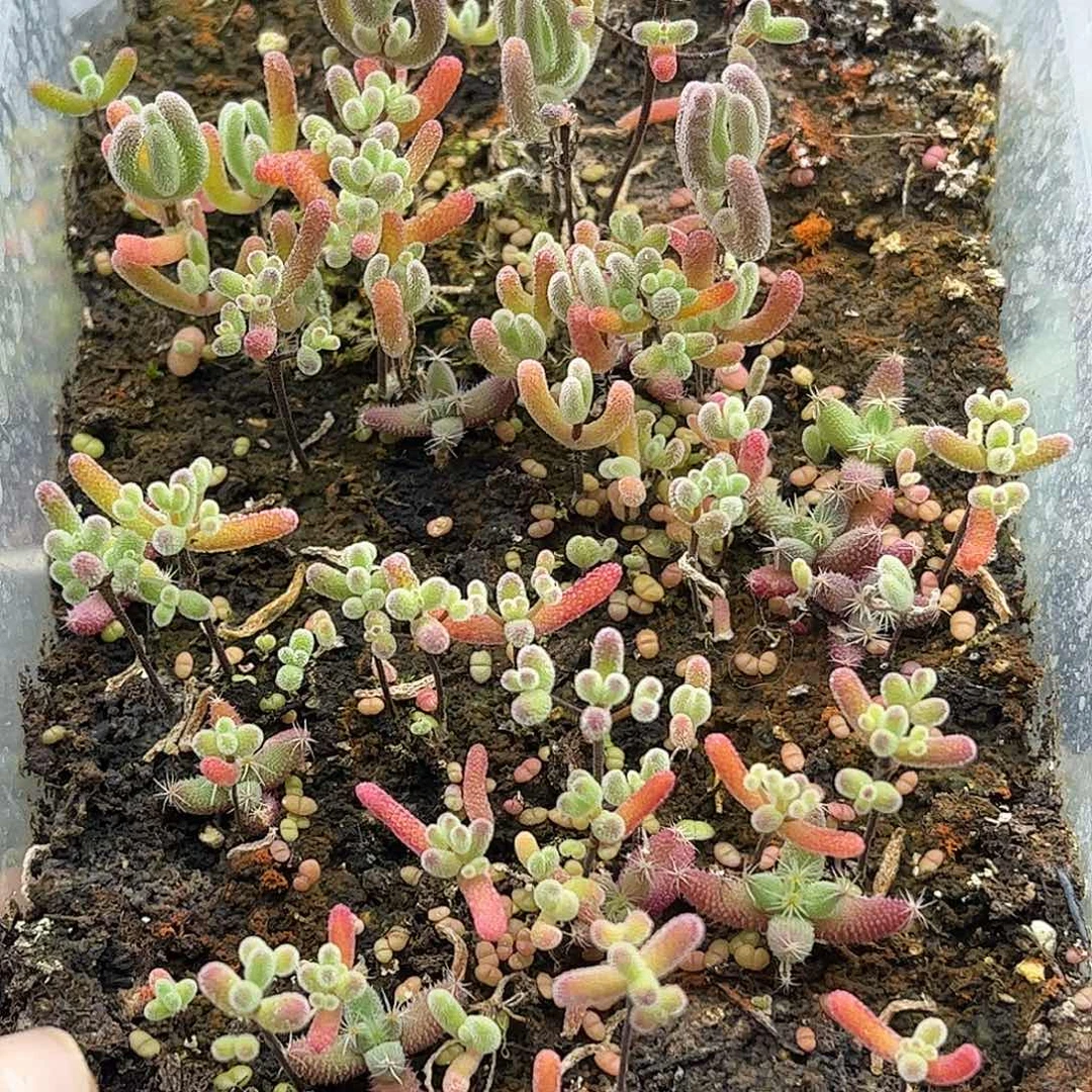 清***新混播切糕优选枝干番杏