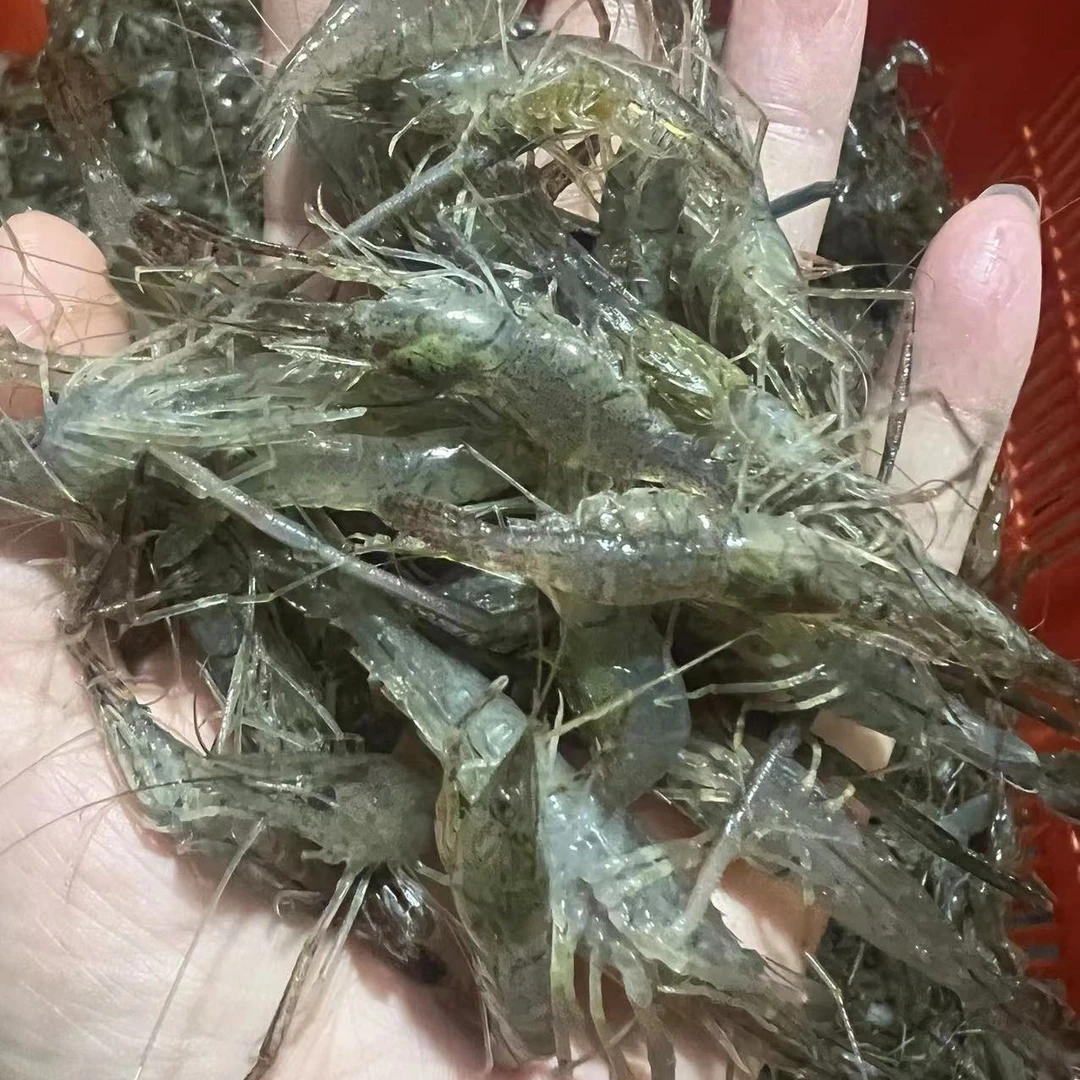 特价河虾中号【200克左右 保鲜不保】