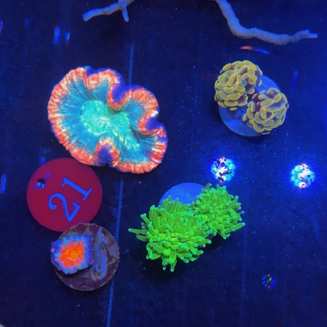 万鱼来朝海水观赏