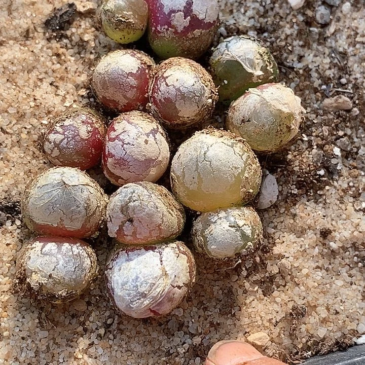 26526双头灯泡一颗