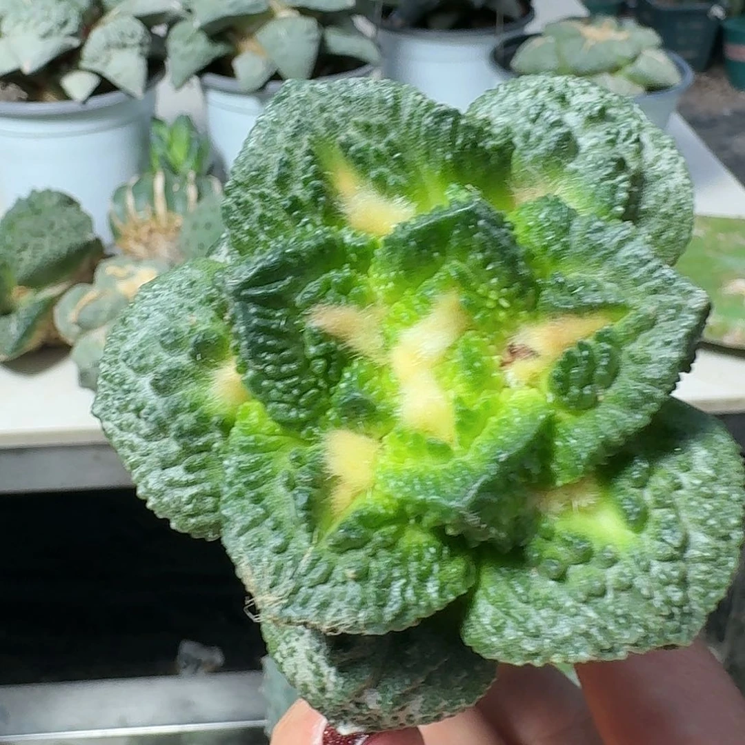 【闪购商品】无花朵星**海龟甲怒574