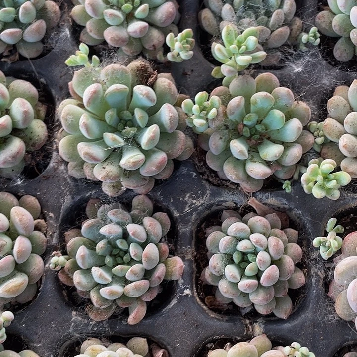 小萌豆一元一颗.