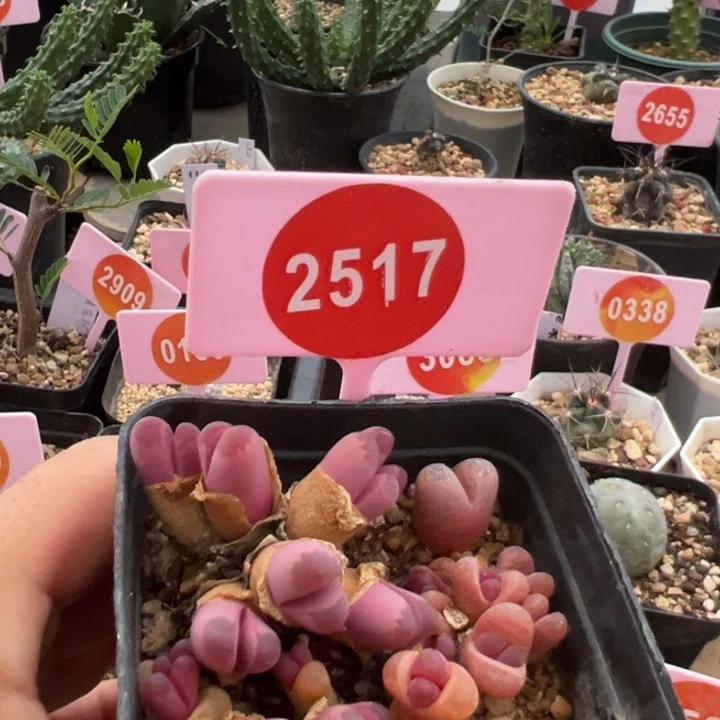 生石花群一大盒2517