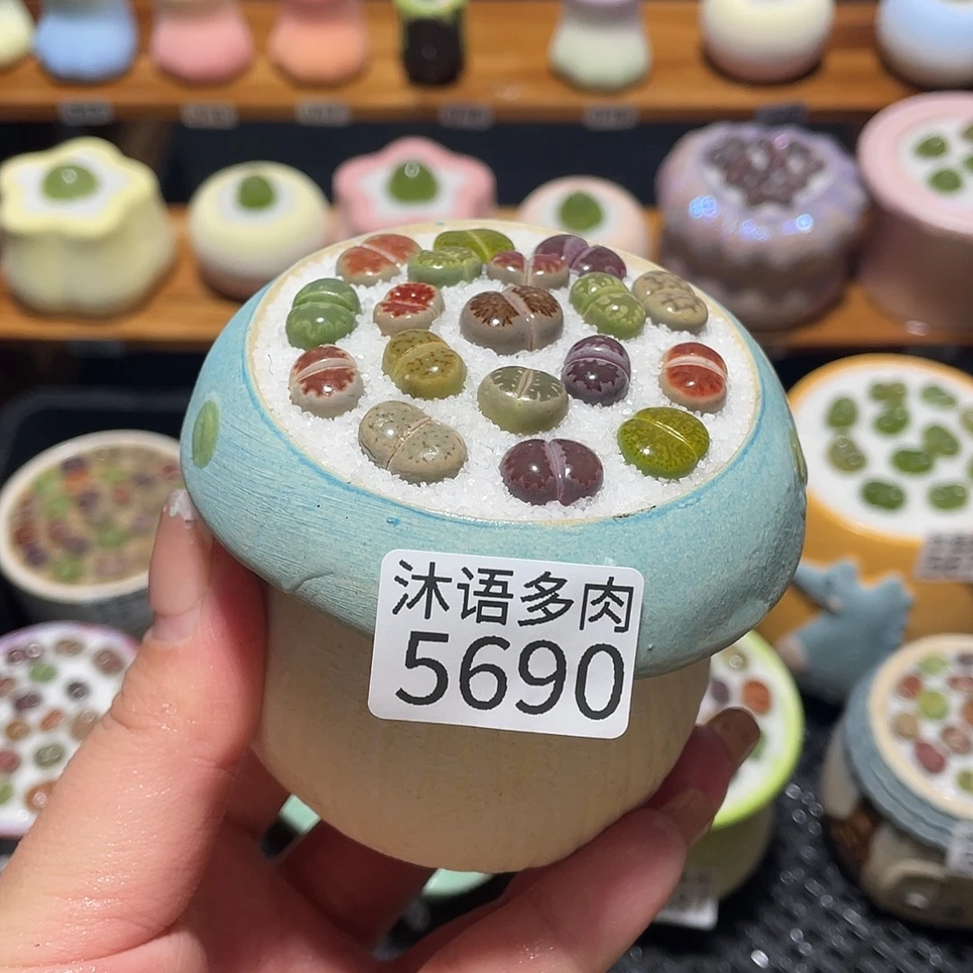 带盆土植物 一物一拍5690