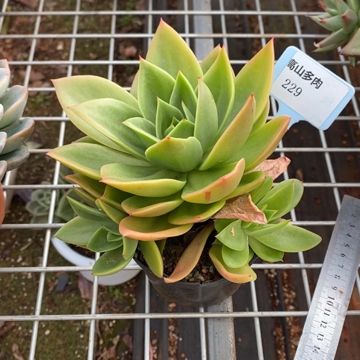 花木兰229号直播福利