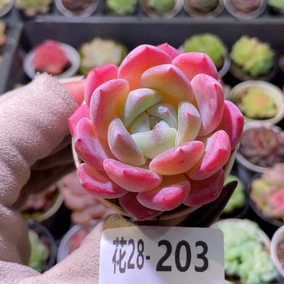 花利美28-203新品