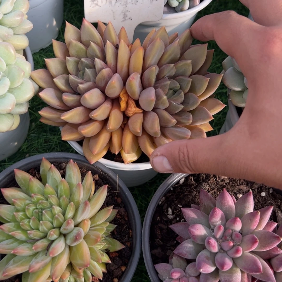 红象牙多肉植物保护