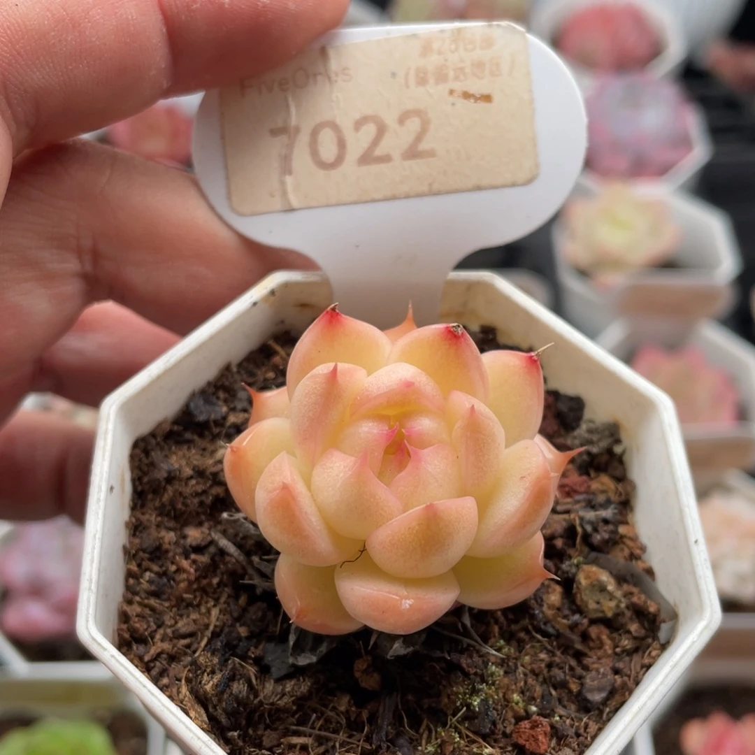 麦秆7022-4.0厘米