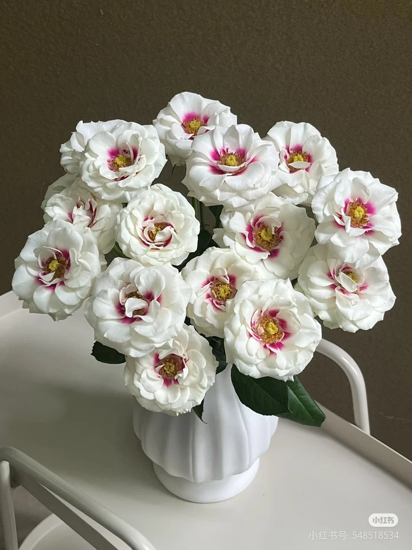 【德芮尔】桥边之约 任拍三单顺丰空运包邮鲜切花10支装家居插花