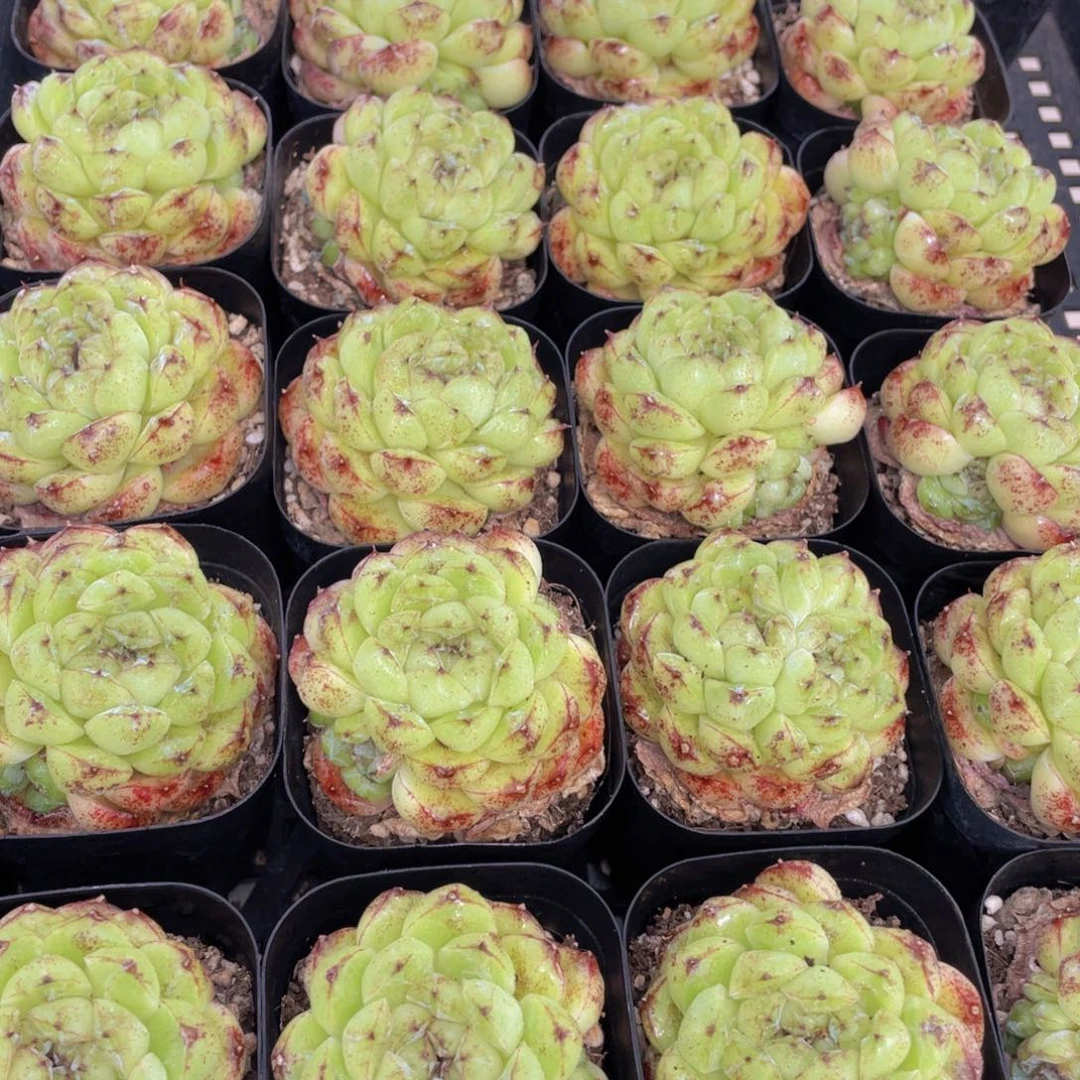 量拍32号 丸叶黑森林单头一个