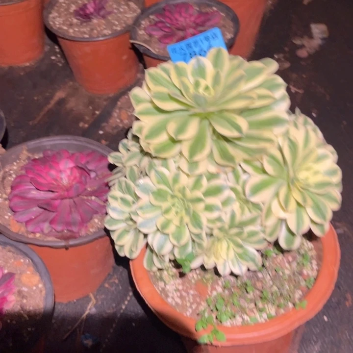 烈****?迈巴赫7866多肉植物